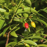 Erythroxylum zeylanicum O.E.Schulz